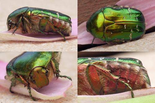 Réf. 287 006 : Cetonia aurata aurata